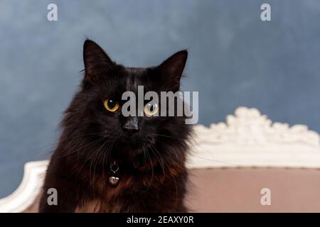 Portrait of young black domestic cat with big yellow eyes Stock Photo