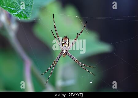 Signature spider (Argiope anasuja) building web by producing silk thread  to catch prey like small insects and bugs on house garden in kerala, india Stock Photo