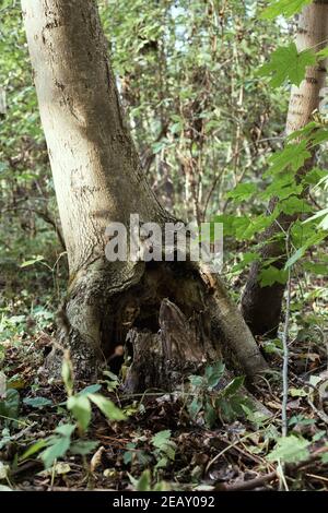 Manchurian hazelnut tree leaves. Tree trunk. Dense thickets Stock Photo