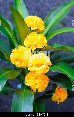 Artificial Chrysanthemum Flowers Stock Photo