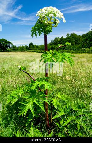 Giant Hogweed (Heracleum mantegazzianum) Usk Valley, Clytha Estate, Monmouthshire, South Wales. Stock Photo