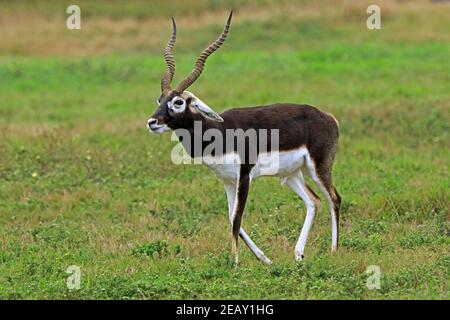 Blackbuck, Antilope cervicapra, mature adult male Stock Photo