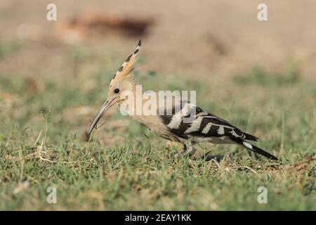 Eurasian hoopoe, Upupa epops, single adult feeding on the ground, Spain