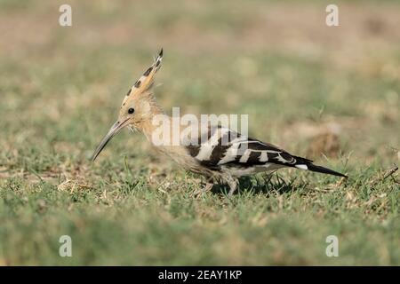 Eurasian hoopoe, Upupa epops, single adult feeding on the ground, Spain