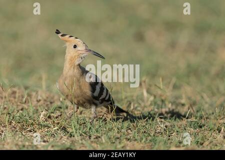 Eurasian hoopoe, Upupa epops, single adult feeding on the ground, Spain