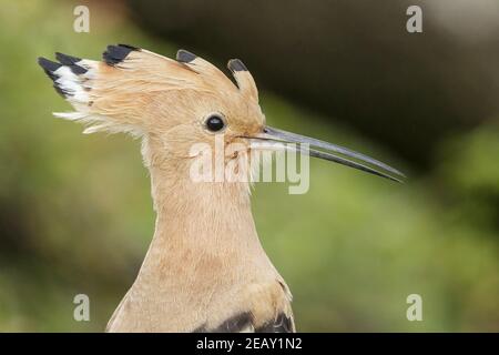 Eurasian hoopoe, Upupa epops, cloese up of head of single adult feeding on the ground, Spain