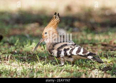 Eurasian hoopoe, Upupa epops, single adult feeding on the ground, Spain