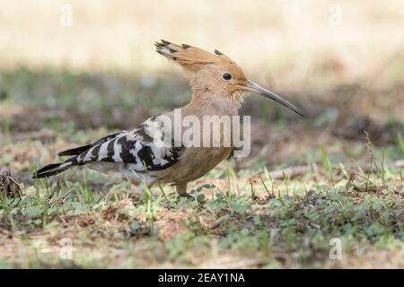 Eurasian hoopoe, Upupa epops, single adult feeding on the ground, Spain