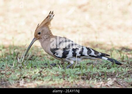 Eurasian hoopoe, Upupa epops, single adult feeding on the ground, Spain