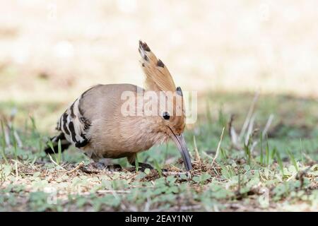 Eurasian hoopoe, Upupa epops, single adult feeding on the ground, Spain