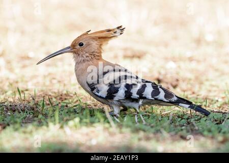 Eurasian hoopoe, Upupa epops, single adult feeding on the ground, Spain
