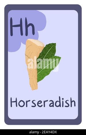 Abc food education flash card, Letter H - horseradish. Cartoon design template with colorful alphabet education card. Stock Vector
