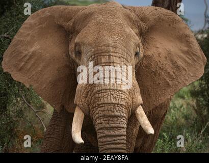 Close up of African elephant face on with crusty muddy face showing wrinkled skin. Stock Photo