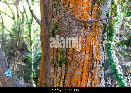 A tree trunk damaged by a lichen red mold in a wet forest. Fungus close up Stock Photo