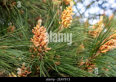 Young pine cone on a young evergreen coniferous tree in the forest. Close up Stock Photo