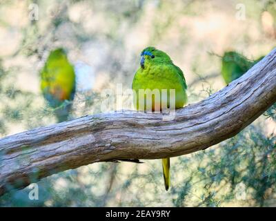 Orange-bellied Parrot Stock Photo