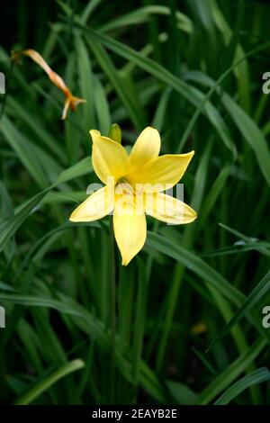 Yellow daylily, Hemerocallis lilioasphodelus. Springtime. Stock Photo