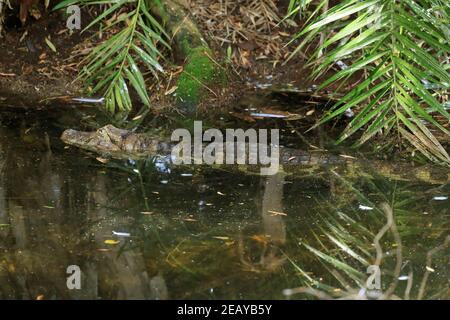 Broad-snouted caiman, Caiman latirostris Stock Photo