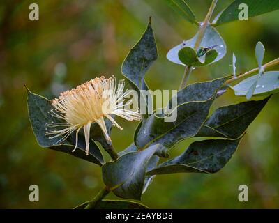Nullarbor Lime Flower Stock Photo