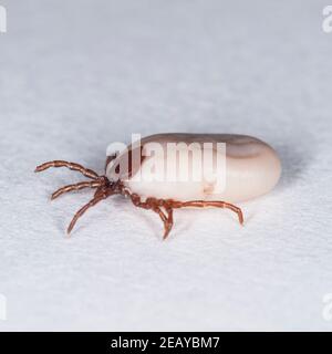 A Tick ( Ixodes ricinus ) known as a sheep or deer tick parasite member of the spider class which has a beak-like mouth with which they attatch themse Stock Photo