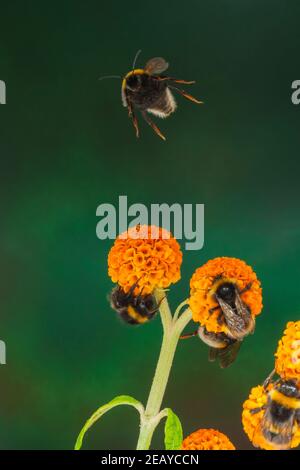 A Bumblebee in Free Flight over feeding Bumblebees on Buddleia globosa in the Uk Stock Photo