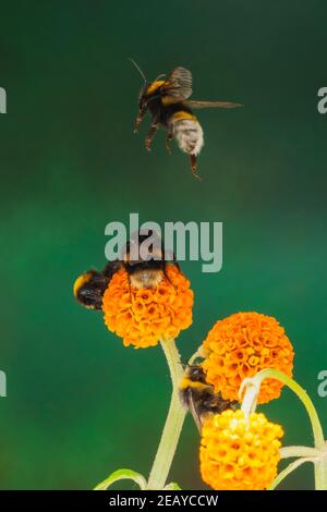 A Bumblebee in Free Flight over feeding Bumblebees on Buddleia globosa in the Uk Stock Photo