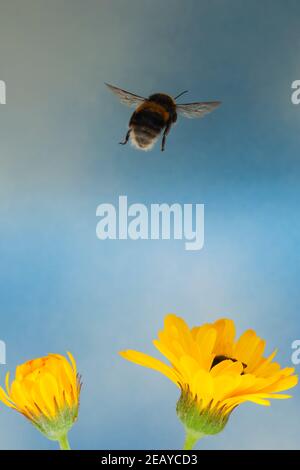 A Bumblebee in Free Flight in the Uk Stock Photo