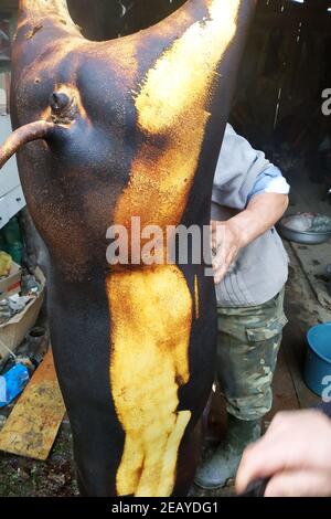 The process of slaughtering pigs at home, cleaning the skin after roasting, a large white fleshy pig.new Stock Photo