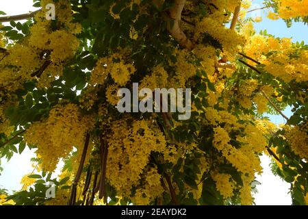 Sonalu Golden shower tree also known as Indian Laburnum, Sonalu, Sonali ...
