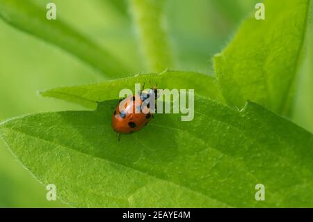 Lonely ladybird sitting on the edge of leaf in green jungle at spring season Stock Photo