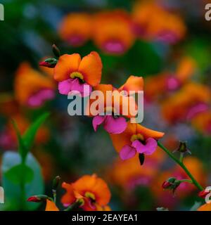 Flame Peas Galore Stock Photo