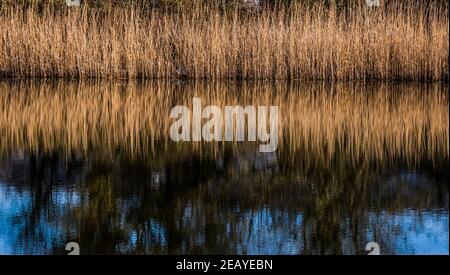 Reed bed on edge of lake. Stock Photo