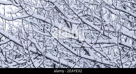 Snowing landscape, winter holiday concept - Fairytale fluffy snow-covered trees branches, nature scenery with white snow and cold weather. Snowfall in winter park Stock Photo