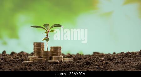 Golden coins in soil with young plants. Investment and Finance concept Stock Photo