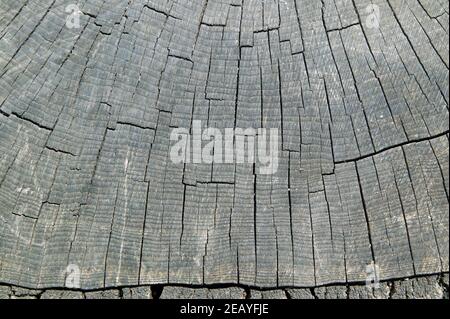 Close-up section of   an old tree stump, in Ladywell Fields, Lewisham Stock Photo