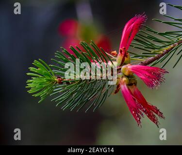 One-sided Bottlebrush Stock Photo