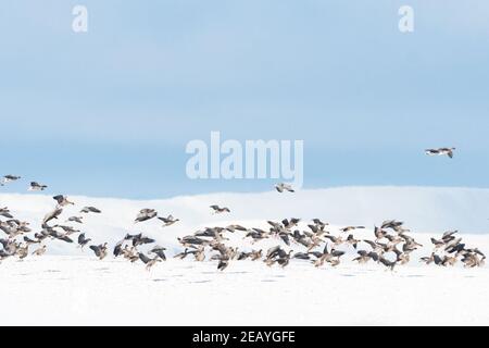Killearn, Stirling, Scotland, UK. 11th Feb, 2021. UK weather - greylag geese landing in snow covered field in Killearn Credit: Kay Roxby/17�Թ����� Live News Stock Photo