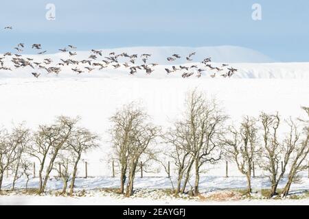 Killearn, Stirling, Scotland, UK. 11th Feb, 2021. UK weather - greylag geese landing on the brow of a snow covered field in Killearn Credit: Kay Roxby/17�Թ����� Live News Stock Photo