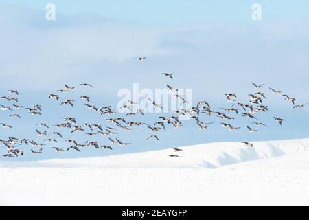 Killearn, Stirling, Scotland, UK. 11th Feb, 2021. UK weather - greylag geese looking for grass in snow covered fields in Killearn Credit: Kay Roxby/17�Թ����� Live News Stock Photo