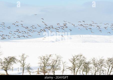 Killearn, Stirling, Scotland, UK. 11th Feb, 2021. UK weather - greylag geese in snow covered fields in Killearn Credit: Kay Roxby/17�Թ����� Live News Stock Photo
