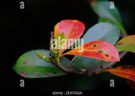Plum Leaves Stock Photo