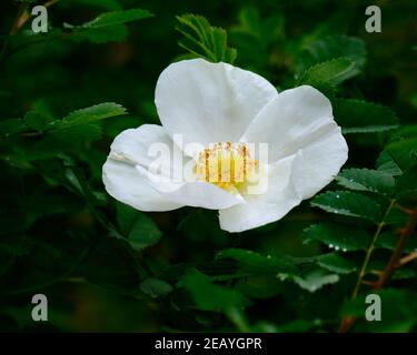 Dog Rose In White Stock Photo