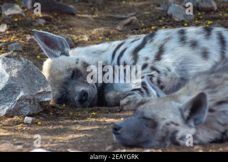 Striped Hyena (Hyaena hyaena) very close up ying down sleeping against the rocks in the desert. Stock Photo