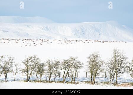 Killearn, Stirling, Scotland, UK. 11th Feb, 2021. UK weather - greylag geese resting in a snow covered field in Killearn Credit: Kay Roxby/17�Թ����� Live News Stock Photo