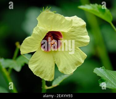 Hibiscus Tiliaceus Flower Stock Photo