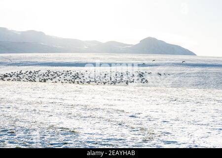 Killearn, Stirling, Scotland, UK. 11th Feb, 2021. UK weather - greylag geese eating grass in snow covered fields in Killearn, with the peak of Dumgoyne in the Campsies behind Credit: Kay Roxby/17�Թ����� Live News Stock Photo