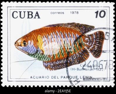 Saint Petersburg, Russia - December 05, 2020: Stamp printed in the Cuba with the image of the Dwarf Gourami, Colisa lalia, circa 1978 Stock Photo