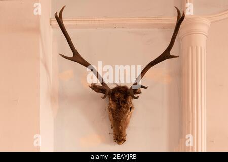 Deer head on the wall. Taxidermy animal of a deer head and vintage frame on the old rotten brick wall. Vintage style. Stock Photo