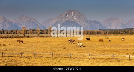 Horses graze in an open pasture near Grand Teton National Park in Wyoming. Stock Photo