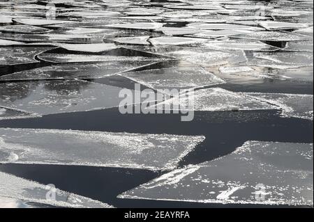 Berlin, Germany. 11th Feb 2021. Alexander Gauland, Chairman of the AfD ...